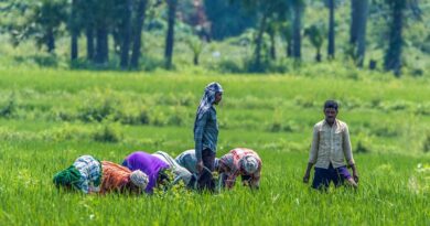 Indian government invests 518 crores to promote organic farming