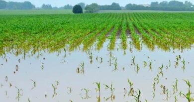 5 Signs you might be overirrigating or underirrigating