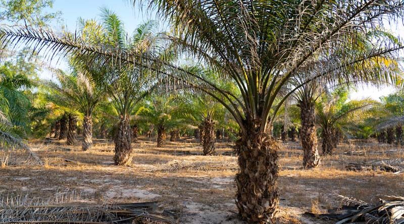 Telangana is as an emerging leader in oil palm production: Union Agriculture Minister