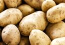 Five new climate and disease resilient potato varieties approved for release in Malawi