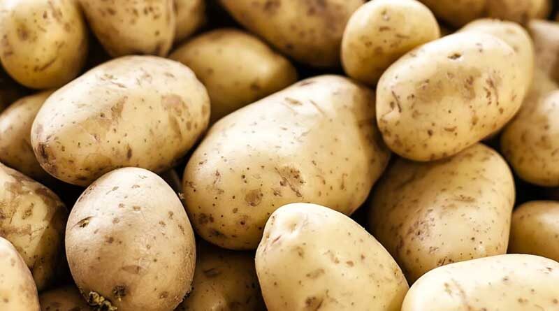 Five new climate and disease resilient potato varieties approved for release in Malawi