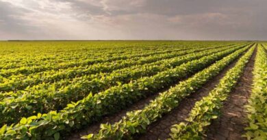 Research continues to uncover ways to combat sudden death syndrome in soybeans