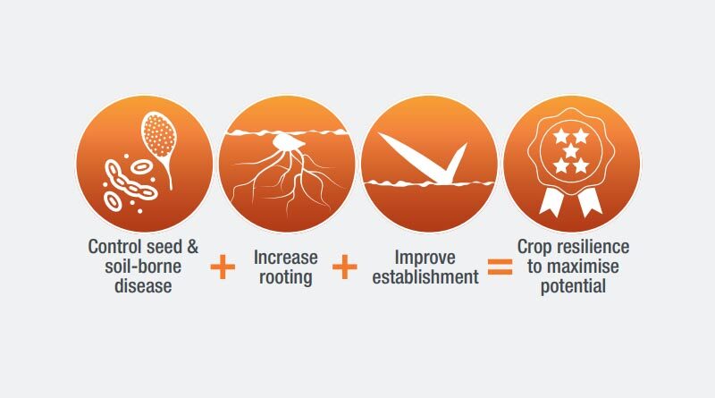 Maximise spring barley yield and quality with seed treatment