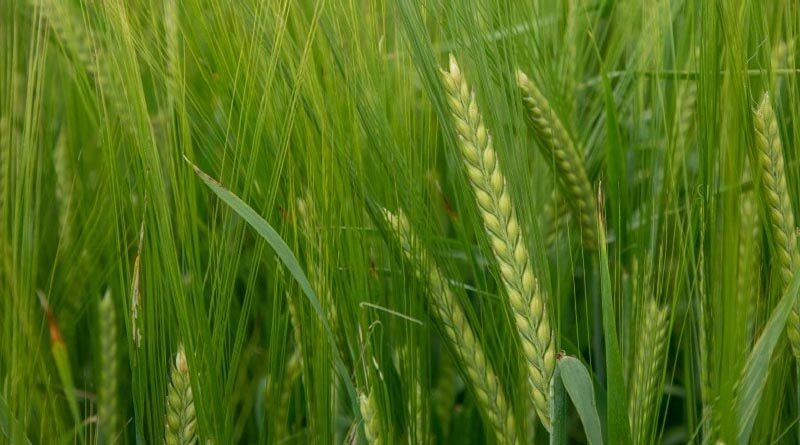Recommended List Update for Spring Barley growers in England