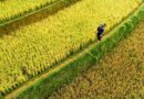 China publishes draft rules on herbicides for GM crops