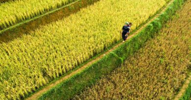 China publishes draft rules on herbicides for GM crops