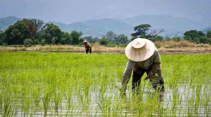 Thailand's Department of Internal Trade, Ministry of Commerce cut agrochemical prices upto 35 percent