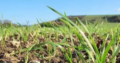 Maximise spring barley establishment and rooting with seed treatment