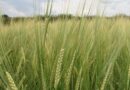 Australia: Genetic discovery to improve breeding for disease resistance in wheat