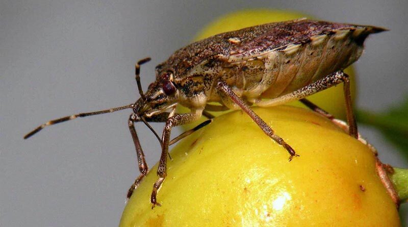New CABI-led study examines relationship between two natural enemies of brown marmorated stink bug pest