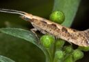 CABI to assess biological controls in fight against diamondback moth, fall and beet armyworms in Malaysia
