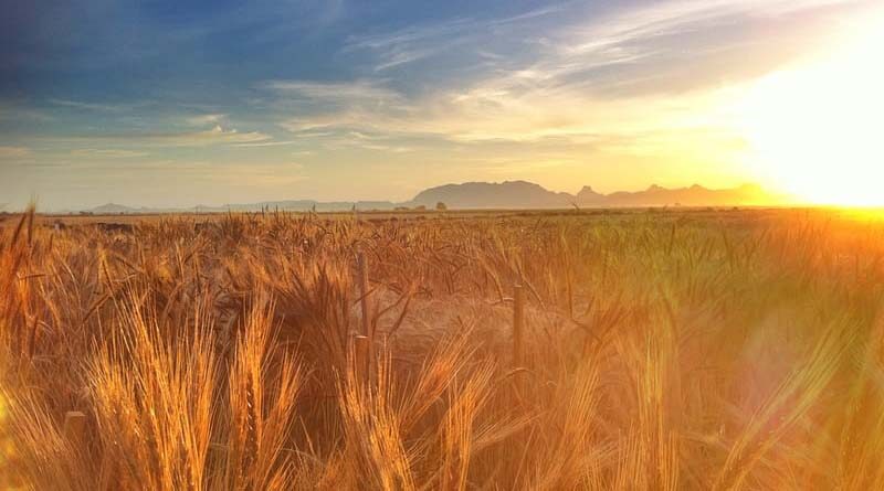 Climate change slows wheat breeding progress for yield and wide adaptation, new study finds