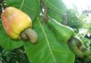 Cashew nut exports to the EU are estimated to increase by 15% in volume in 2022