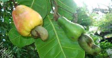 Cashew nut exports to the EU are estimated to increase by 15% in volume in 2022