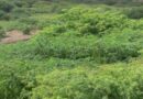 CABI looks to help turn the tide on Ascension Island’s prickly issue of invasive Mexican thorn