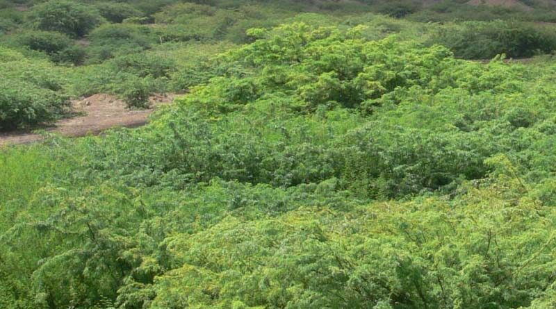 CABI looks to help turn the tide on Ascension Island’s prickly issue of invasive Mexican thorn