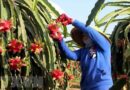 Forum finds solutions to consume dragon fruit