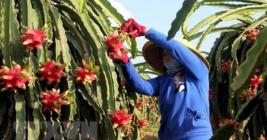 Forum finds solutions to consume dragon fruit