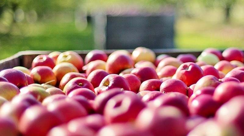 Indian consumers embraced South African Apples and Pears: Hortgro India