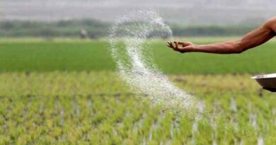 India looking at Urea and DAP production by using 'Green Hydogen'