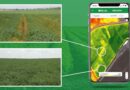 Rivulis offers a free service to its customer growers for monitoring crops and detecting irrigation issues with satellite imagery.