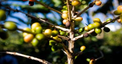 Vietnam ranked 2nd coffee exporter in the world