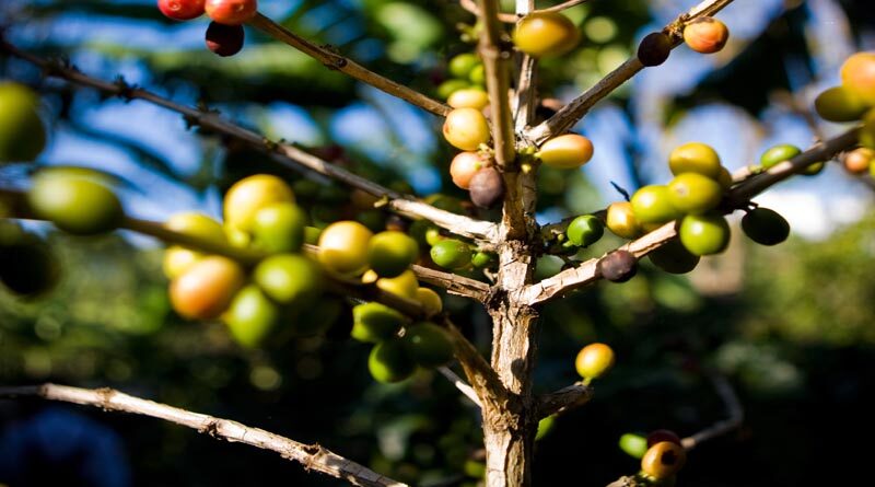 Vietnam ranked 2nd coffee exporter in the world
