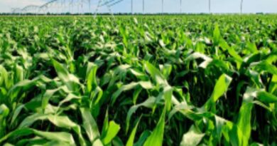 Do You Qualify For Supplemental Crop Insurance?