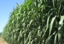 Soil Carbon replenishment by Bioenergy sorghum’s roots