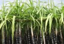 By using sugarcane juice to make biofuels, India can make sugar more productive and sustainable