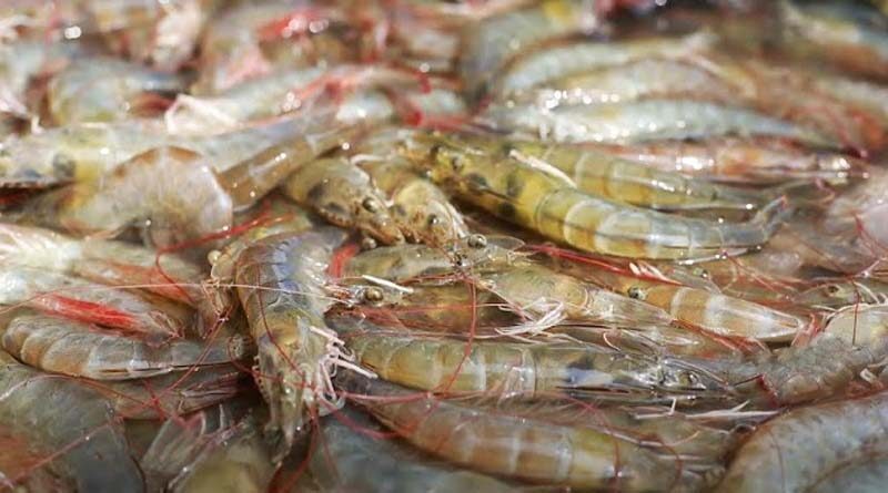 Kings Infra Creates a World Record by Harvesting 80 gm L. Vannamei Shrimps