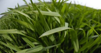 Hybrid barley nitrogen application