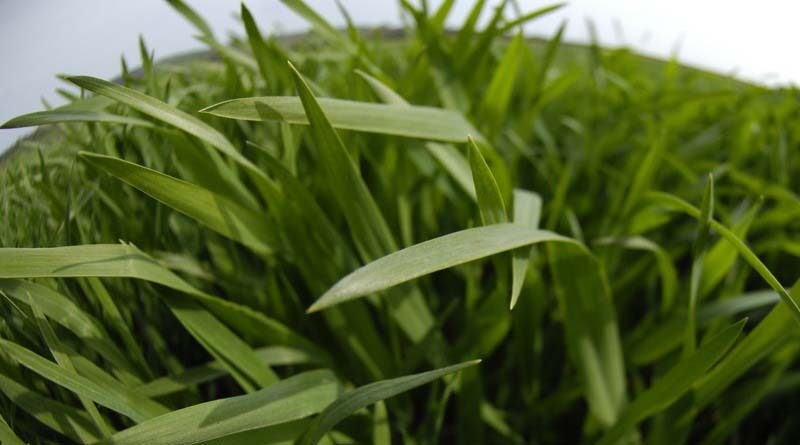 Hybrid barley nitrogen application