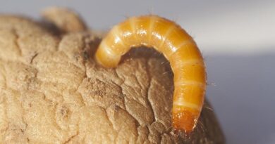 Wireworm issues on the rise