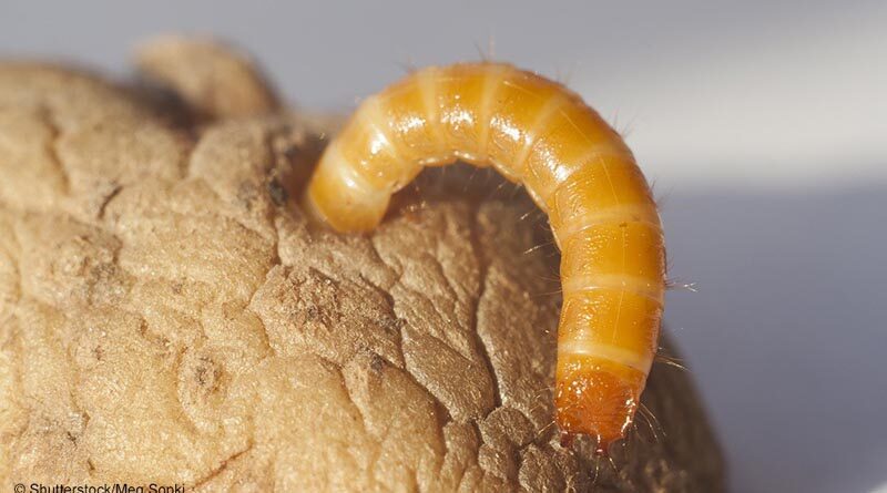 Wireworm issues on the rise