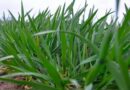 Check soil temperature for even better fertiliser use efficiency in hybrid barley