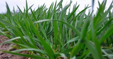 Check soil temperature for even better fertiliser use efficiency in hybrid barley