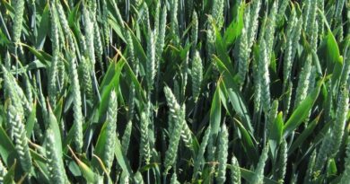 Utilise early nitrogen to maximise feed wheat potential