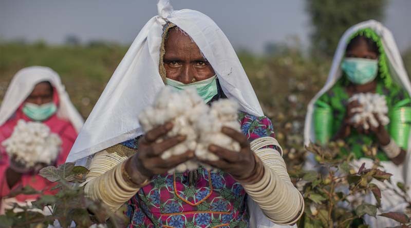 CABI reports good progress made in 2021 as part of its work with the Better Cotton Initiative in Pakistan