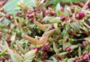 Tiny mite shows promise as biological control agent to fight Australian swamp stonecrop in UK and Europe
