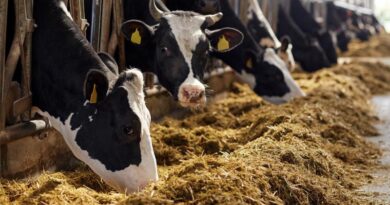 Animal welfare: consultation opens on Farm to Fork guidance