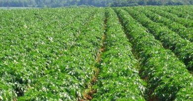 Drone Based Potato Crop Management Technologies