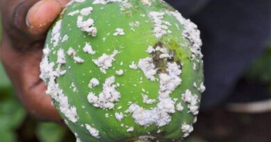 Natural enemy fight increased against papaya mealybug in Kenya