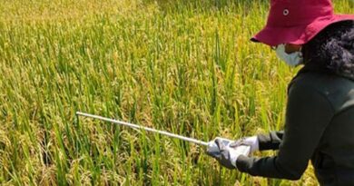 Icrisat uses satellite data to assess crop cutting experiments for crop yield estimations
