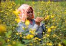 Climate-smart pigeonpea hybrids can future-proof India’s pulse farming sector
