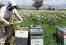 Pandemic boosts garlic sales