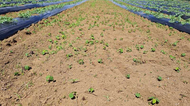Australia: Growers armed with triple threat against weeds in the south