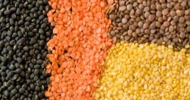 Limited effect on Lentil after slashing taxes in India