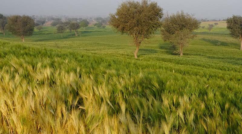 Wheat procurement registration on mobile for Madhya Pradesh farmers from February 5