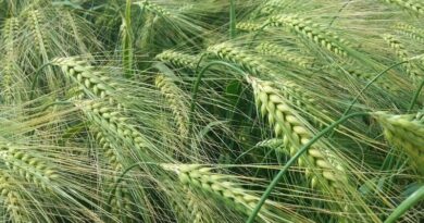 Prioritise early nitrogen on hybrid barley